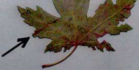 Arrow points to unusual reddish, thin, straight line on one of the sampled silver maple leaves exposed to the Levittown aerial object's glittery light energy. Image © 2008 by W. C. Levengood.