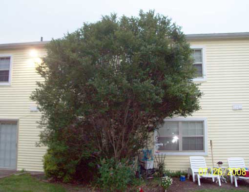  Privet bush about 15 feet high grows next to eyewitness's apartment back door in Levittown, Pennsylvania, where “little squares of light” first fell on June 12, 2008 - and two more times in July 2008 - from a pink-colored aerial disc and surrounded the privet bush and a silver maple tree about 65 feet away. Image © 2008 by Robert Gardner.