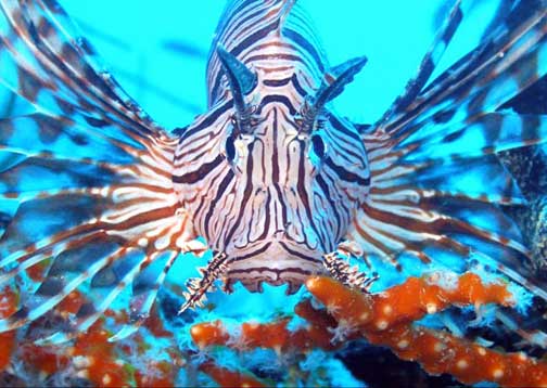 Lionfish head on. Image © 2006 by Ada Staal.