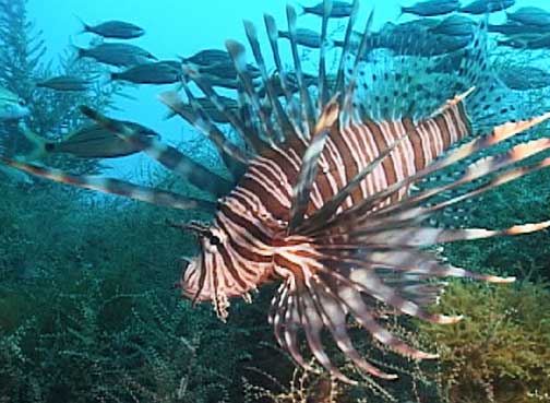 If attacked, the carnivorous lionfish delivers a potent venom via its needle-like dorsal fins. Its sting is extremely painful to humans and can cause nausea and breathing difficulties, but is rarely fatal. Average lifetime in wild: 15 years. A lionfish will often spread its feathery pectoral fins and herd small fish into a confined space where it can more easily swallow them. Photograph by NOAA.