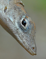 The Brown Anole, Anolis sagrei or Norops sagrei is a lizard native to Cuba and the Bahamas.