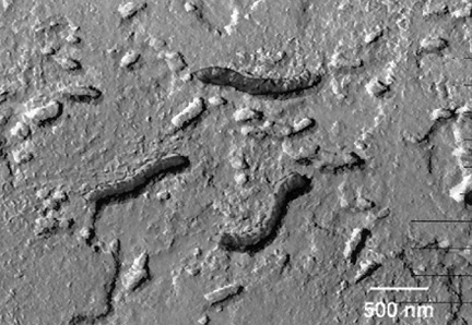Three darker carbon, tiny, worm-like structures might be fossilized Martian bacteria photographed in the Allan Hills meteorite by Kathie Thomas-Keprta at the NASA Johnson Space Center, Houston, Texas. Small magnetite crystals were discovered inside the worm-like structures. Photomicrograph provided by the NASA Johnson Space Center, Houston, Texas.