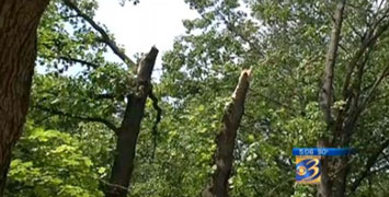 The two, once 60-foot-tall trees, snapped off about 20 feet above the ground and found by John Nieuwenhuis in his front yard as he investigated around his Kalamazoo home at 8:30 AM, Monday, May 28, 2012, after a huge boom shook his 4,000-square-foot-house. Video frame image © 2012 West Michigan News WWMT-Channel 3 (CBS).