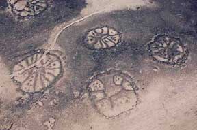 Visible only from the air, a couple thousand of these mysterious patterns are in the black lava rocks of the huge Harrat ash-Shaam lava field that extends into Jordan. Hundreds more are in the lava rock north into Syria and south into Saudi Arabia. The strange patterns are as old as 9,000 years, but the reason for their creation is unknown. Aerial image by David D. Boyer, Ph.D., APAAME.