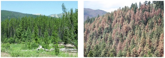 Left: Montana's lodgepole pine forests before the arrival of aggressive mountain pine beetles at higher altitudes as a consequence of global climate change. Image by Bob Marshall, U. S. Forest Service. Right: These ponderosa pine trees in Helena, Montana, around Jim Robbins's home have been destroyed by the same mountain pine beetle. Image © by Jim Robbins.