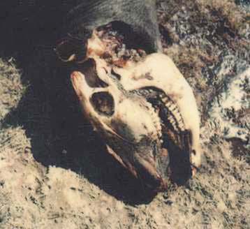 Colorado Grazing Association's mutilated cow found on July 26, 1977, with jaw stripped as thousands have been on cattle, horses, goats, sheep, deer and other animals around the world since the 1960s and before. Photograph by the Logan County Sheriff's Office, Sterling, Colorado.