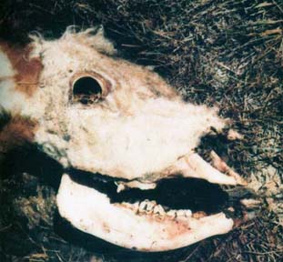 Typical excisions found repeatedly on heads of mutilated animals from early 1970s onward: cleanly removed lower and upper jaw flesh; “cookie cutter” circular removal of flesh around the eye; eyeball, tongue and ear removed. Polaroid by Sheriff Tex Graves, Budin Ranch, Logan County, northeastern Colorado, 1976.