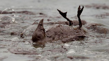 Sea bird covered with British Petroleum oil in June 2010 on Louisiana shore after BP's Deepwater Horizon drilling unit blew up on April 20, 2010, releasing as much as 2 million gallons of crude oil every day up to BP's recent cut-and-cap maneuver that began capturing some of the oil flow. [ 35,000 to 60,000 barrels a day = 1.5 to 2.5 million gallons a day.] Image by Louisiana Dept. of Wildlife and Fisheries.