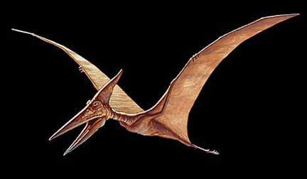 Pteranodon, Greek for “wing” and “toothless,” was a flying reptile from the Late Cretaceous 89.3 to 70.6 million years ago, ranging in North America over Kansas, Alabama, Nebraska, Wyoming, and South Dakota. The Pteranodon was one of the largest pterosaur genera, with a wingspan of 30 feet (9 meters). Illustration © 1996 by Joe Tucciarone and Jeff Poling. 