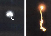 Time exposure photos of mysterious lights above pastures during intense animal mutilation activity. B&W in Colorado © 1976 by Bill Jackson, Greeley Tribune; color in Arkansas © 1989 by Jim Williamson, Little River News.