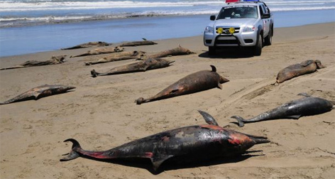 These dead dolphins were photographed in April 2012, after four months of persistent and unexplained die-offs on the beaches between Pimentel and Lambayeque north of Chiclayo and San Jose, Peru. Image © 2012 by AP, Nestor Salvatierra.