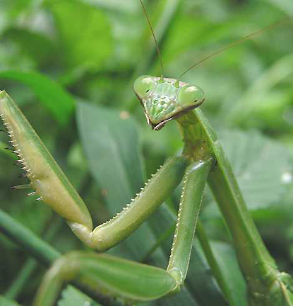Chinese praying mantis image © by Nelson Kruschandl. The praying mantis’s “arms” are lined with sharp spikes for stabbing and grabbing. Mantis forelegs can strike and retract in half the time a human can blink. While they usually prey on insects and spiders, their speed is so great that they will take down animals three times their size such as lizards, chameleons, frogs, fish, small mammals, and even birds and hummingbirds that come too close.