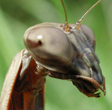 Praying Mantis (Mantis religiosa). Image © by Frank L. Hoffman.