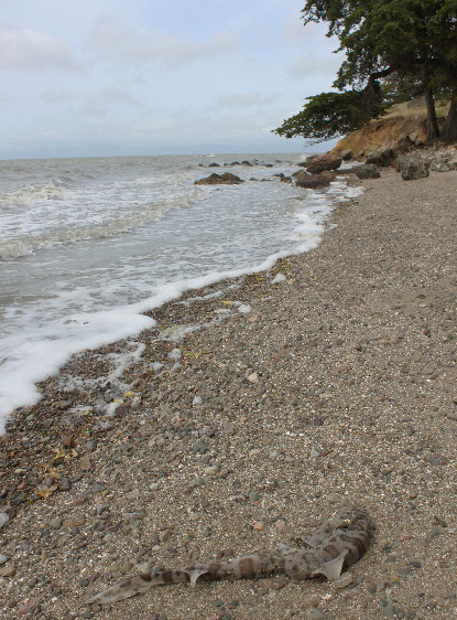 Dead leopard shark washed up on Coyote Point beach east of Burlingame, California. One of “an unprecedented leopard shark die-off in Redwood City, Foster City, Coyote Point and Richardson Bay” during the first five months of 2011, according to the Pelagic Shark Research Foundation. Image courtesy PSRF.