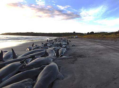 200 pilot whales (species of dolphin) and a few bottle-nosed dolphins began mass stranding on Sunday, night, March 1, 2009, at a King Island beach above. On March 2, 2009, about 50 animals were saved by human volunteers (below) and the rest died. King Island is in the Bass Strait between northern Tasmania, an Australian state, and Melbourne, Australia. Image courtesy Liz Wren, Tasmanian Parks and Wildlife Service.