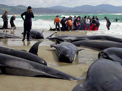 On March 2, 2009, volunteers saved about fifty of the 200 pilot whales (dolphins) and bottle-nosed dolphins that beached on King Island north of Tasmania beginning on March 1, 2009. An unusual series of strandings has occurred since early Nov. 2008, when 60 pilot whales were stranded not far from King Island; on Nov. 29, 2008, 150 pilot whales and dolphins stranded and all died near King Island; in January 2009, 50 sperm whales stranded and all died near King Island. Scientists are puzzled by the the unexplained series of cetacean beachings. Image courtesy Liz Wren, Tasmanian Parks and Wildlife Service.