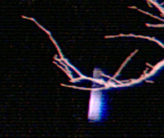 “Milk bottle” aerial object caught by game trail camera behind tree branch on December 1, 2008, between 11:05 PM and 11:29 PM Central in Edom, Texas. Image provided by camera owner.