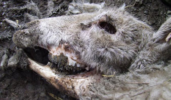 One of three ewes found dead and mutilated with bloodless excisions of eye, jaw flesh, tongue, genitals and rectum on February 13, 2010, in the Radnor Forest area of Wales. Image © 2010 by APFU.