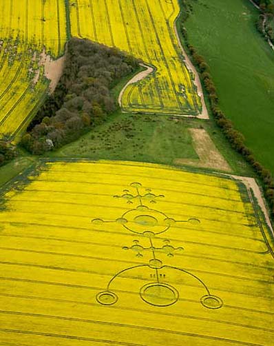 Eighth formation in Wiltshire, England, seen in field from airplane on rainy morning of May 4, 2009, after a night of rain at Clatford near Manton, Wiltshire, England. The thick, yellow, flowering oilseed rape is tangled and yet this huge sigil-like pattern was neatly placed 800 feet long and 300 feet wide rising up and down over a hill in the big field at an angle to the tramlines. Image © 2009 by Olivier Morel, WCCSG, U.K. Also see: Cropcircleconnector.