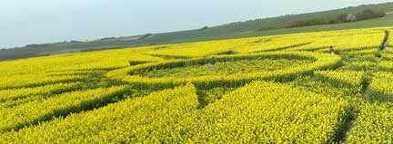 “Sunburst” in yellow, flowering oilseed rape spanning 298 feet at Rutland's Farm near ancient stone circles of Avebury, reported April 23, 2009. Images © 2009 by Charles Mallett.