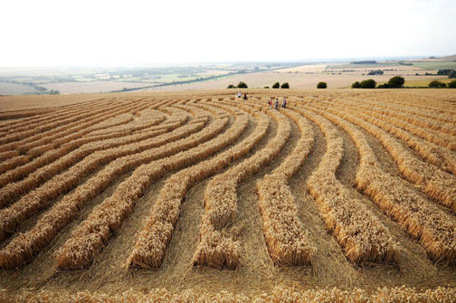 Above and below: Fifteen rows of standing wheat of varying widths made up the “3-D sphere” inside the square grid turned on an angle to another square. Ground pole shot © 2010 by Photopole. Aerial © 2010 by Frank Laumen.