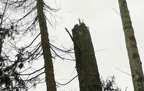 Many trees and dozens of branches were snapped off 20 feet above ground in Smilog Forest near Llantrisant, Wales, on February 26, 2016, after helicopters and large planes showed up between 2:30 to 4 AM above Pentyrch, Cardiff, Wales neighborhood some 2 to 3 miles from Llantrisant. Eyewitnesses in Pentyrch saw large UFOs in air at same time and later investigated evidence of snapped off trees and other anomalies in Smilog Forest near Llantrisant. Image © SUFON - All Rights Reserved.