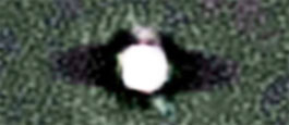 Retired New York park police officer, Tony Velez, sent to Earthfiles this blow-up he made from his daughter Laurie's iPhone video image of what she thought was a “ bright star” that repeatedly flashed. iPhone video frame enhancement © 2016 by Laurie Velez.