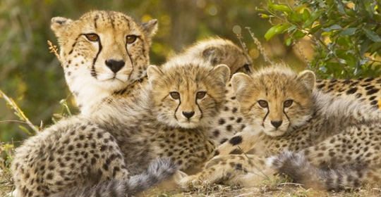 Cheetah mother and her three cubs. Lions and hyenas kill cheetah cubs for food. Humans capture cubs to sell as pets that will usually die in captivity. In the 1900s, cheetah roamed over all of Africa. Today their original habitat has been cut down to only 9% of what it was. Only 7,000 cheetahs are left on Earth. Image prehistoricpark.