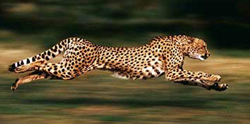 Cheetahs are the fastest animals on Earth and can reach 75 mph in runs after gazelles and impala, their food in the balance of Nature.