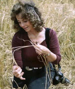 Linda Moulton Howe investigating the barley stem anomalies in the North Down, Wiltshire, England, crop formation on July 30, 2003. Photograph © 2003 by Robert Hulse.