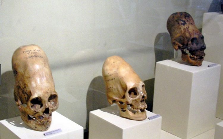 Image courtesy Paracas History Museum's room of 40+ elongated skulls in Paracas, Peru.