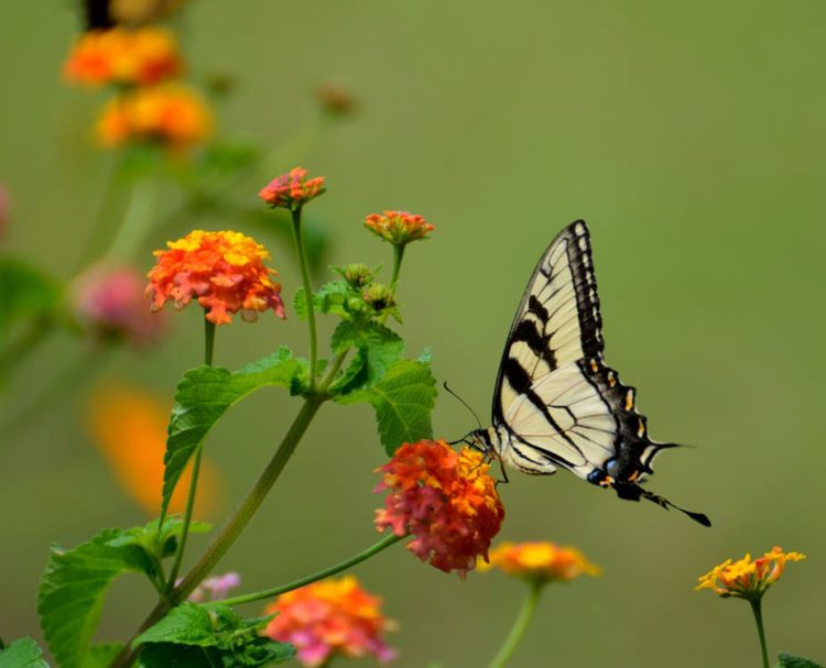 Swallow Tail butterfly on an orange lantana flower. Image courtesy Pexels.com.