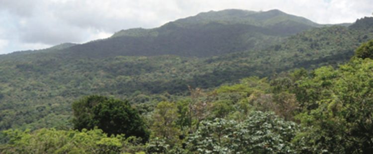 Luquillo experimental forest in northeastern Puerto Rico's El Yunque National Forest.