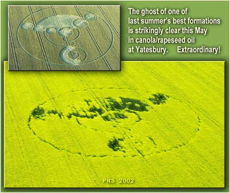 Yatesbury, Wiltshire, England second season "ghost" crop formation emerged in yellow, blooming canola/rapeseed oil crop in 2002. Images © 2002 by Peter Sorensen.