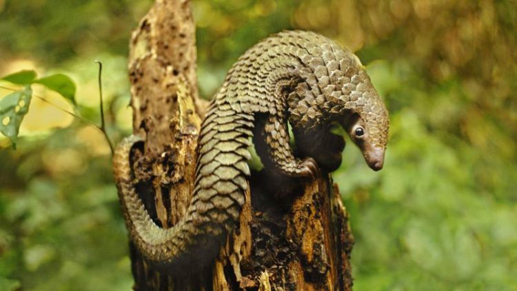 Pangolins are scaly creatures often used in traditional Chinese medicine. Image by Frans Lanting/National Geographic.