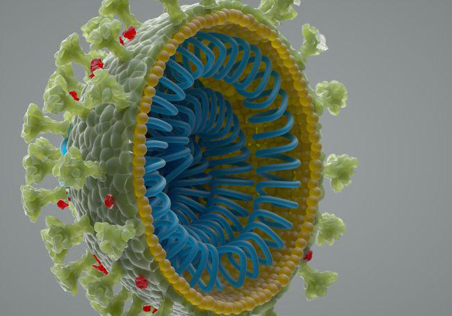 The physicists want to use the sequenced genome of SARS-CoV-2, the researchers are building synthetic versions of these shells, with no viral genomes inside. This makes the shells uninfectious and safe to work with.