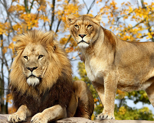 Male and female African lions at the Seneca Park Zoo in Rochester, New York. Image © 2018 by Ron Kalasinskas.