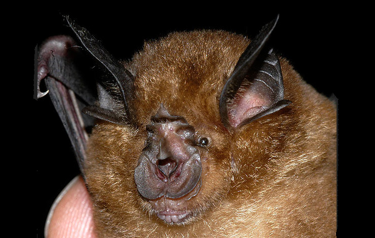 Chinese rufous Horseshoe Bat (Rhinolophus sinicus) has been found in genetic testing to be likely the source of COVID-19. Horseshoe Bats live in caves near Wuhan, Hubei Province, China. These bats are small and weigh less than a half-ounce. Image by the Darwin Initiative Center for Bat Research, University of Bristol, U. K.