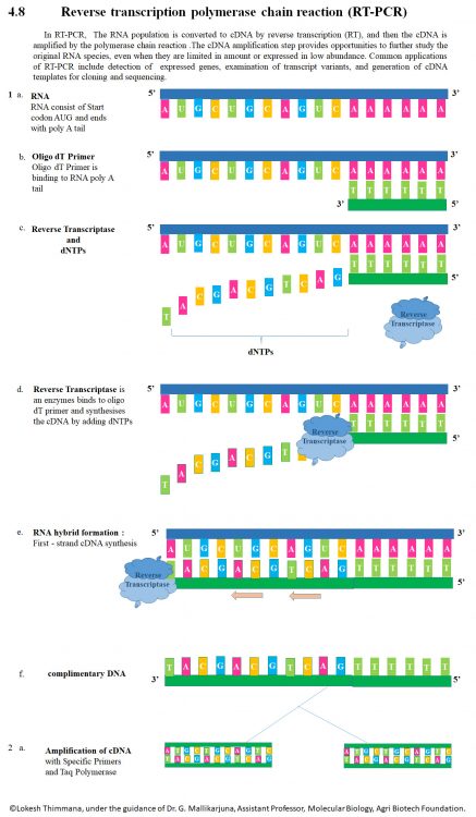 Reverse transcription polymerase chain reaction (RT-PCR) is a laboratory technique combining reverse transcription of RNA into DNA (in this context called complementary DNA or cDNA) and amplification of specific DNA targets using polymerase chain reaction (PCR).[1] It is primarily used to measure the amount of a specific RNA. This is achieved by monitoring the amplification reaction using fluorescence, a technique called real-time PCR or quantitative PCR (qPCR). Combined RT-PCR and qPCR are routinely used for analysis of gene expression and quantification of viral RNA in research and clinical settings. Click image to enlarge.