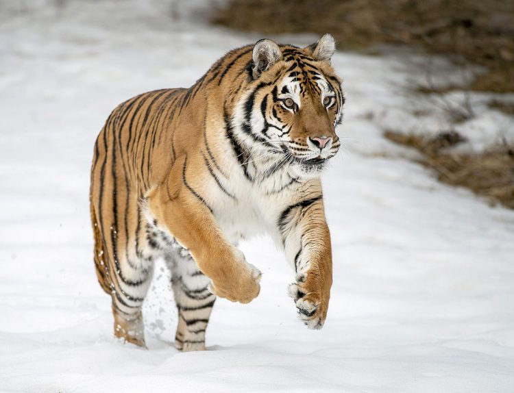 Siberian tiger (Panthera tigris altaica) running in snow. Image © Chris/stock.adobe.com.