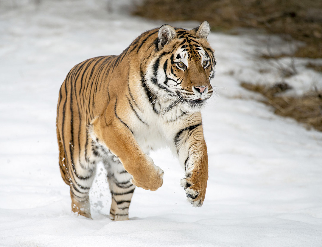 Tiger At NYC Bronx Zoo Tests Positive for COVID-19; Six Other Big Cats