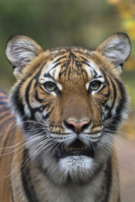 Nadia, a Malayan tiger at the Bronx Zoo in New York City, has tested positive for COVID-19, after symptoms of dry cough and no appetite. Source of infection unknown as of April 5, 2020. The zoo was closed to human traffic on March 16, 2020, because of the COVID-19 pandemic. Image provided by Wildlife Conservation Society.