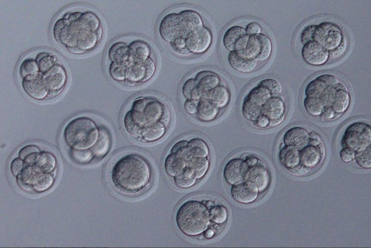 These mice embryos were fertilized by the freeze-dried mouse sperm that scientists re-hydrated with water after the sperm came back from space. Image by Teruhiko Wakayama, University of Yamanashi, Kofu, Japan.