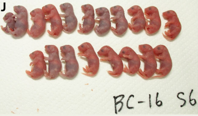 (J) 19 pups were obtained from S6 space-preserved FD sperm from one experiment. Key for mouse strains: B6, C57BL/6N; BD, B6D2F1; BC, B6C3F1; Tg, 129B6F1 expressing GFP. (K) The results of the RNA sequencing (RNA-seq) analysis are shown as heatmaps. Photo credits: (A) Teruhiko Wakayama, (C and D) Kosuke Kazama, (F and G) Naoki Hirose, and (J) Sayaka Wakayama, University of Yamanashi.