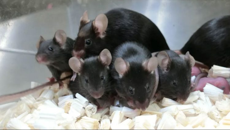 Baby mice born from sperm exposed to space radiation since 2012. Image credit: Teruhiko Wakayama/University of Yamanashi, Kofu, Japan.